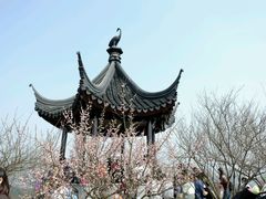 -香雪海