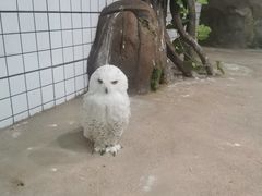 -海合安武汉极地海洋公园