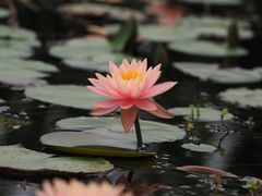 -中国科学院华南植物园