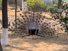 -西霞口神雕山野生动物世界