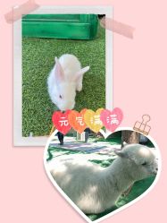 -萌宠亲子动物乐园(槐房万达店)