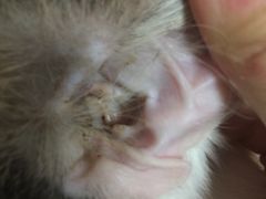 -纳吉亚猫专科动物诊疗中心(蒋宅口分院)