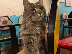 -猫小院猫主题咖啡厅(北锣店)