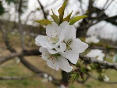 -洨河生态公园