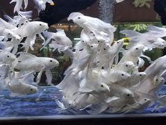 -中环花鸟鱼虫市场