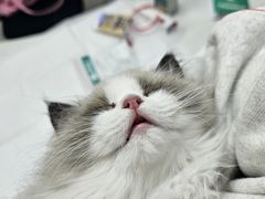 -中农国际动物医院24小时·猫科·骨科·急重症中心