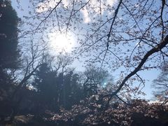 -井之头恩赐公园