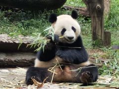 -都江堰中华大熊猫苑