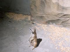 -绿色星球动物主题公园
