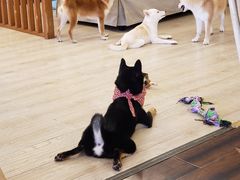 -豆柴町-柴犬主题狗咖(红鼎国际C座店)