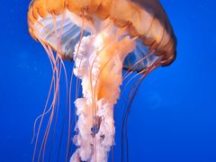 -太平洋海底世界