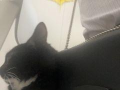 -安安宠医·臻爱宠物医院·宠保定点(营门口路分院)