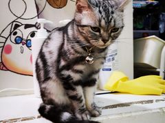 -李小姐の猫咖啡馆(五角场店)