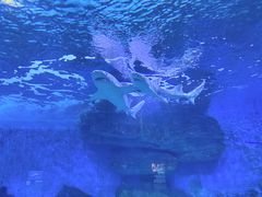-泉城欧乐堡海洋极地世界