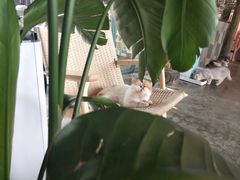 -喵屿·大理花园猫咖