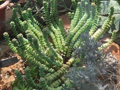 -北京植物园-展览温室