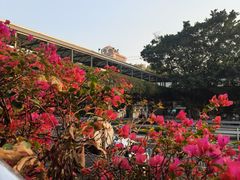 -清平中药材专业市场