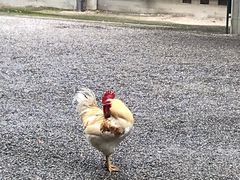 -热田神宫