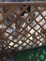 -萌宠亲子动物乐园(槐房万达店)