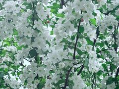-洛阳市隋唐城遗址植物园