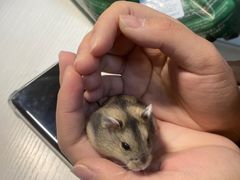 -钓仓鼠(洋桥北里小区店)