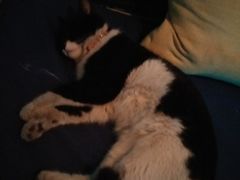 -Sirena海妖日咖夜酒