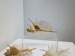 -贝壳王国博物馆
