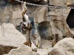 -青藏高原野生动物园