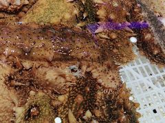 -老虎滩船说·海胆水饺·大连海鲜(老虎滩店)