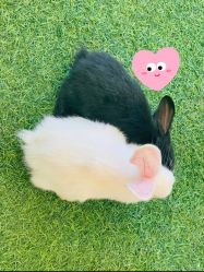 -萌宠亲子动物乐园(槐房万达店)