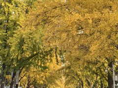 -三里屯东五街银杏大道