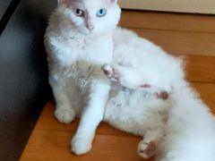 -爱侣宠医·鹦鹉专科·小型哺乳类·异宠专科(灵石路店)