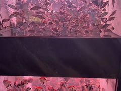 -中环花鸟鱼虫市场