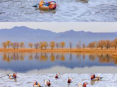 -野鸭湖国家湿地公园