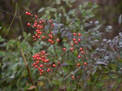 -武汉紫薇都市田园