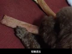 -爱宠屋pet shop·宠物洗澡·宠物美容