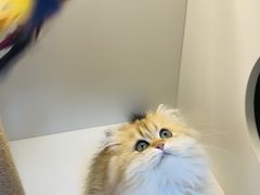 -十月米努特矮脚猫舍