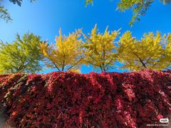 -北京张裕爱斐堡酒庄