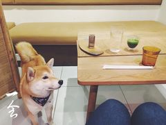 -柴务处·柴犬主题狗咖