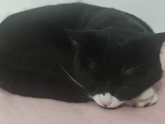 -佳怡动物医院·平价24小时·猫专科骨外科