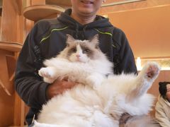 -MOCHA明星猫咖(田子坊店)