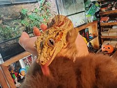 -抱暴龙爬宠·异宠·撸宠撸爬主题馆(大学路店)