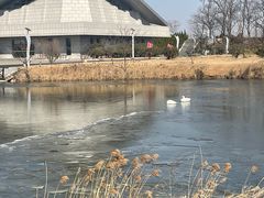 -盐城丹顶鹤湿地生态旅游区