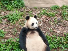 -中国大熊猫保护研究中心雅安碧峰峡基地