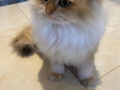 -东方名猫馆·英短金渐层布偶猫舍(环线广场1号楼店)