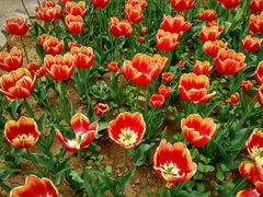 android_upload_pic-洛阳郁金香牡丹园