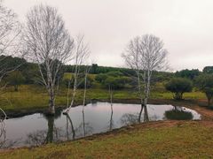 -塞罕坝国家级自然保护区