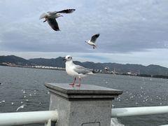 -海埂大坝