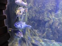 -太平洋海底世界