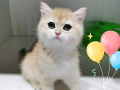 -东方名猫馆·英短金渐层布偶猫舍(环线广场1号楼店)